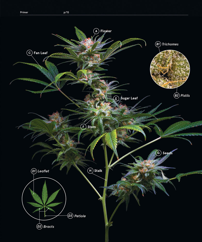 Green--A-Field-Guide-To-Marijuana-04